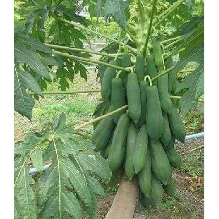 Hạt giống đu đủ lùn siêu ngọt Thái Lan