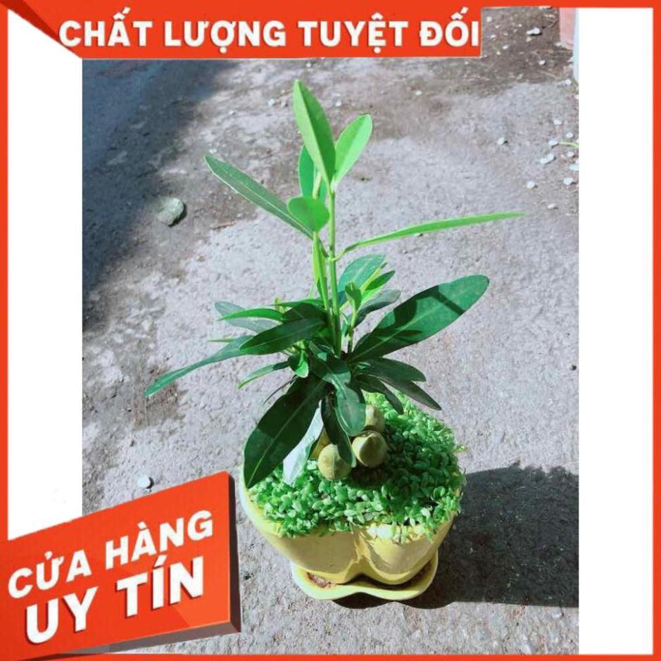 Chậu Cây May Mắn Trái Tim Vàng Nhiều Người Mua