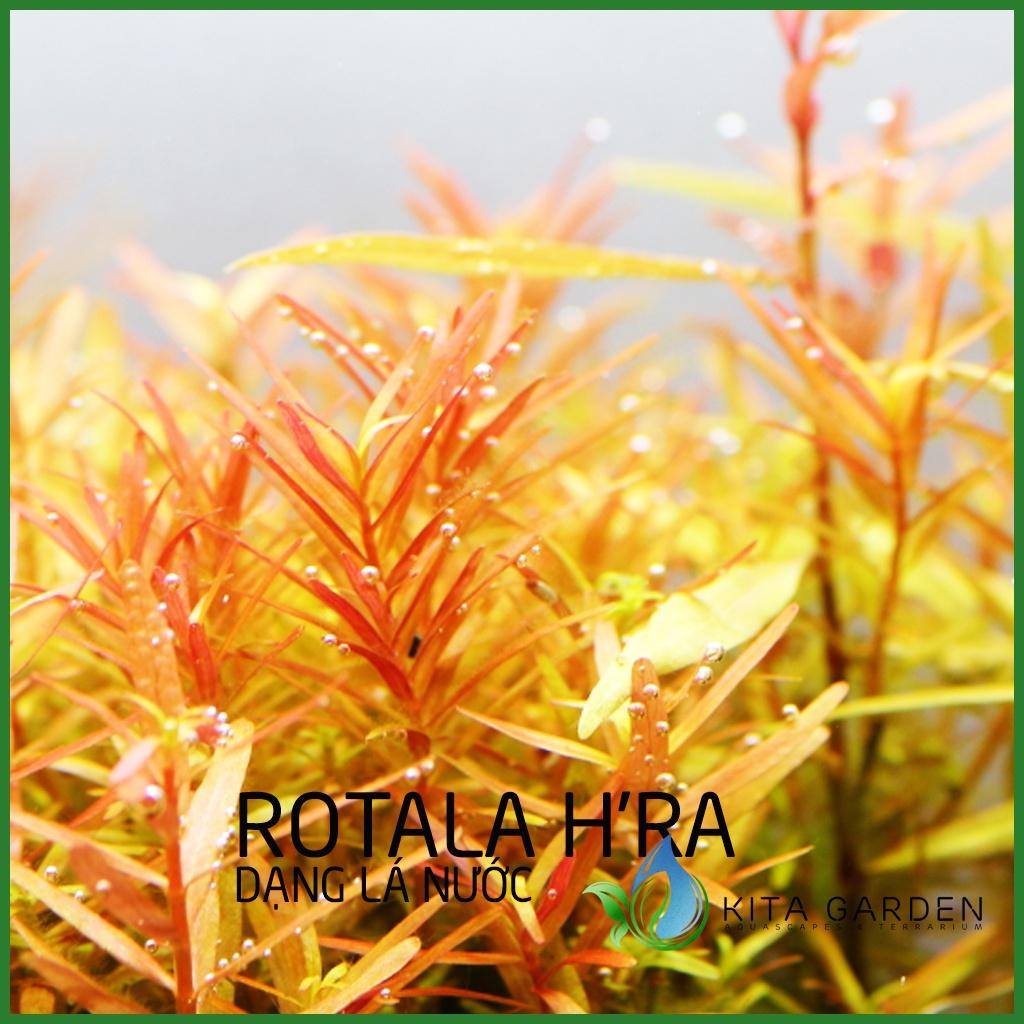 Rotala Rotundifolia Hra - Vảy Ốc Cam - Cây Thuỷ Sinh - Cây Thủy Sinh Dễ Trồng - Cây Dạng Cạn