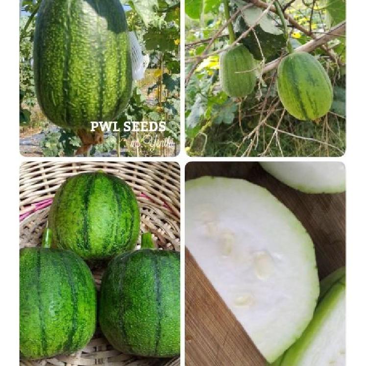 Hạt giống mướp hương táo nhập khẩu Đài Loan 5 hạt/gói