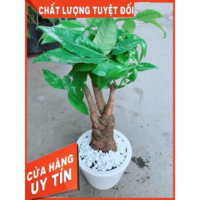 Chậu Kim Ngân 3 Thân Thắt Bính