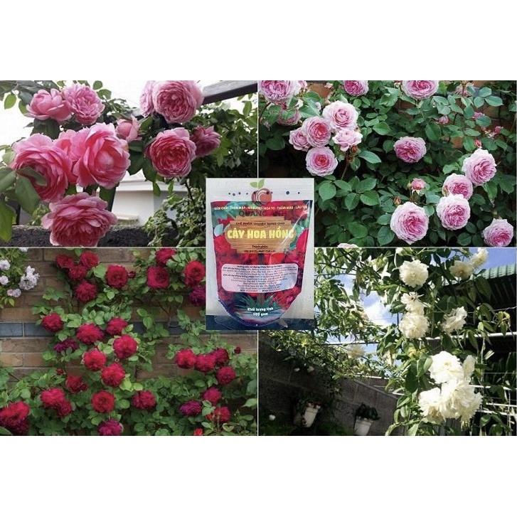 500Gr Phân Bón Hoa Hồng Siêu Kích Hoa - ra Hoa Quanh Năm - Tăng Sắc Thắm