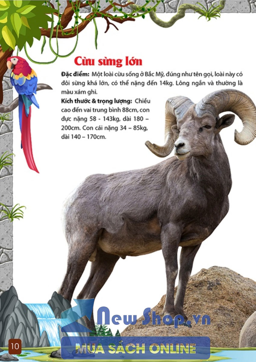 Khám Phá Động Vật 5 Châu - Châu Mỹ