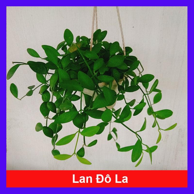 Cây lan đô la treo giỏ dài 25cm, thân leo rủ rất nhanh, tươi tốt quanh năm, chậu cây cảnh treo tường và ban công nhà