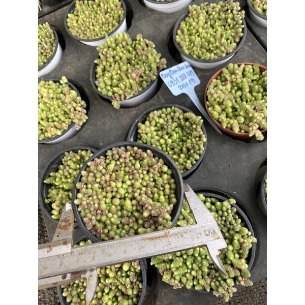 Cây sen đá sedum phật bà size chậu 8cm _hàng sẵn tại vườn