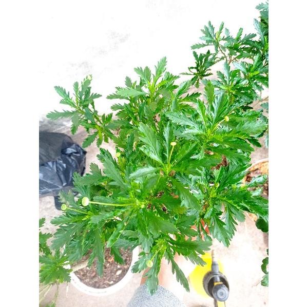 Chậu Cúc thân gỗ đang hoa