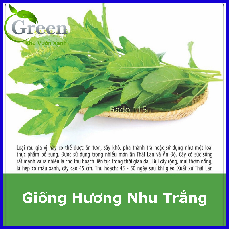 Hạt Giống Hương Nhu Trắng Thái Lan