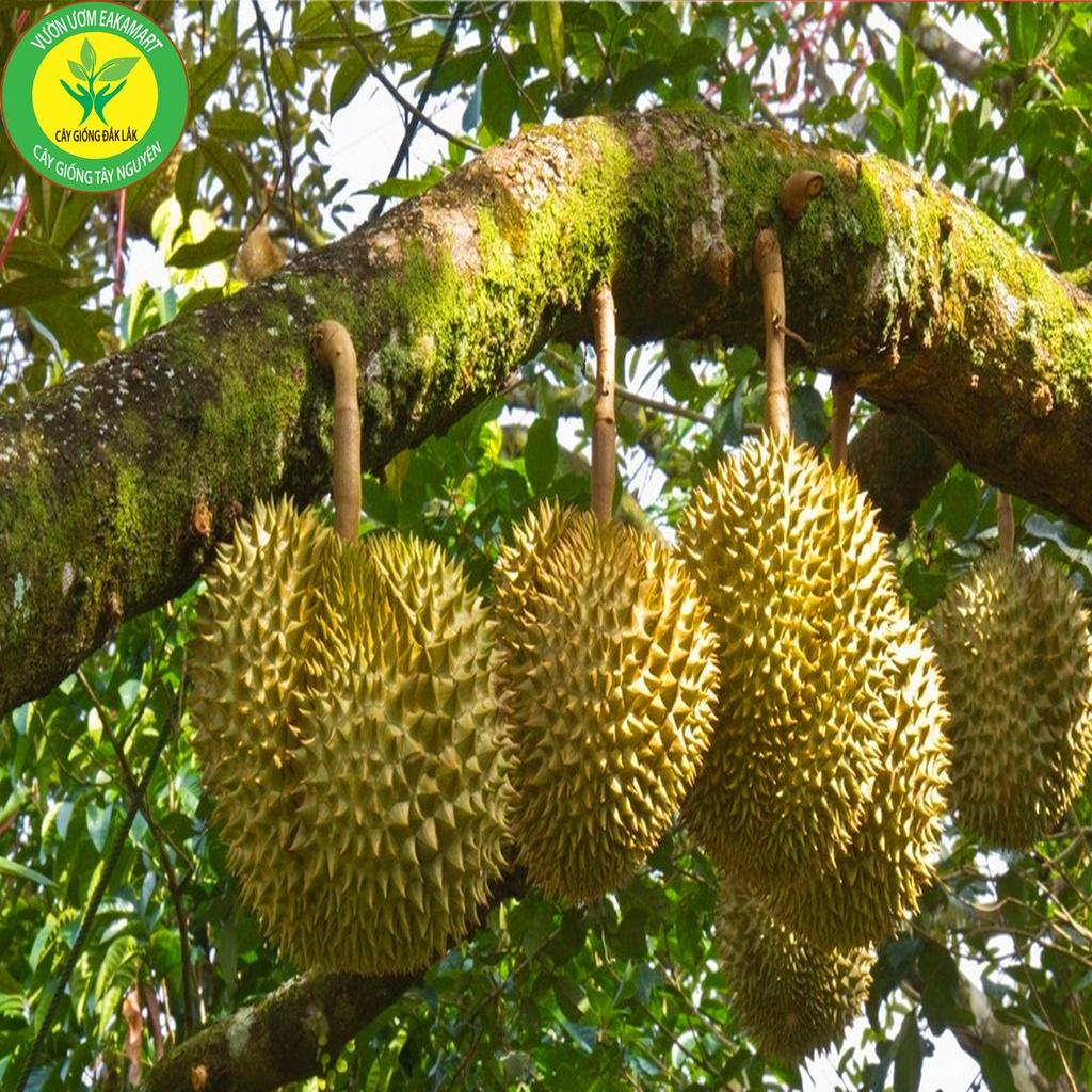 Cây sầu riêng ruột đỏ