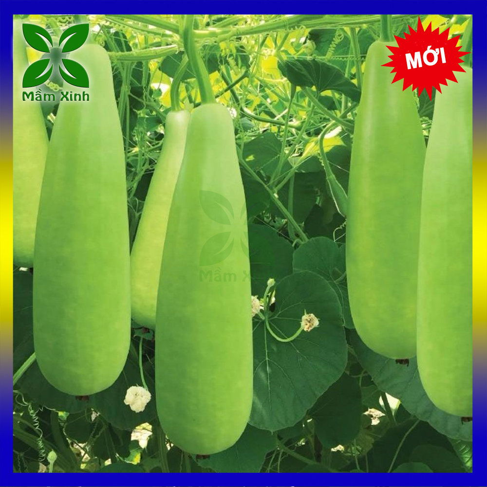 Hạt Giống Bầu Xị Năng Suất Cao Gói 20H