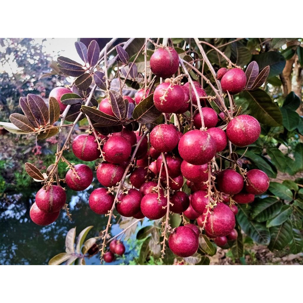 Cây Nhãn Tím - cây ăn quả + tặng phân bón cho cây