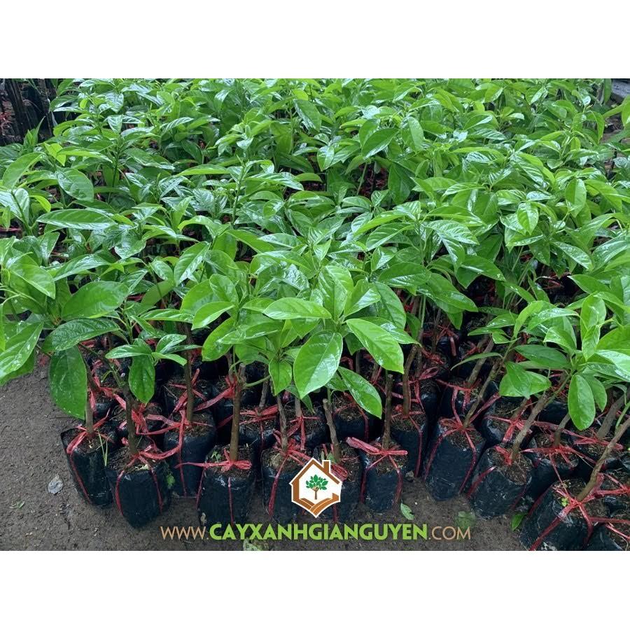 Cây giống Dâu Da Xanh siêu sớm, trĩu quả.