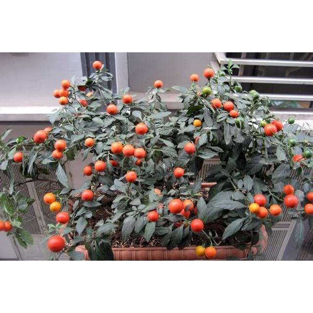 Cây Ớt Nhật, chậu cây to sẵn quả chơi tết