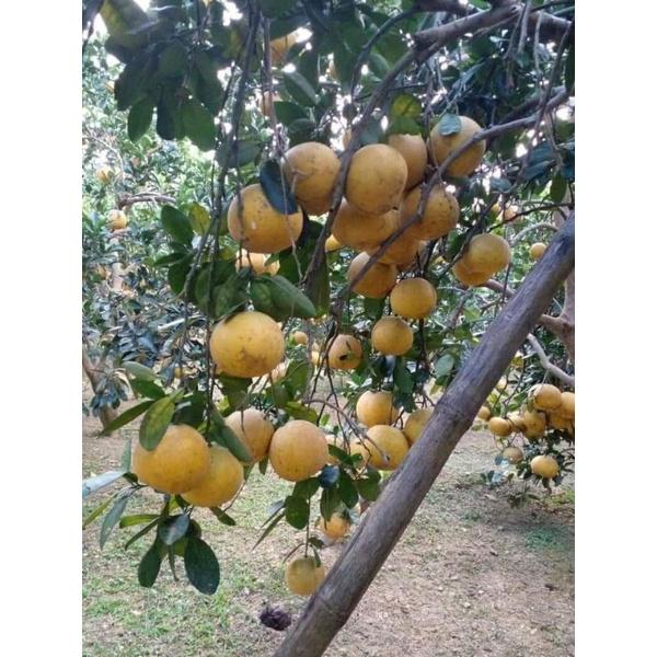 Cây giống bưởi diễn. bưởi da xanh.bưởi cát quế