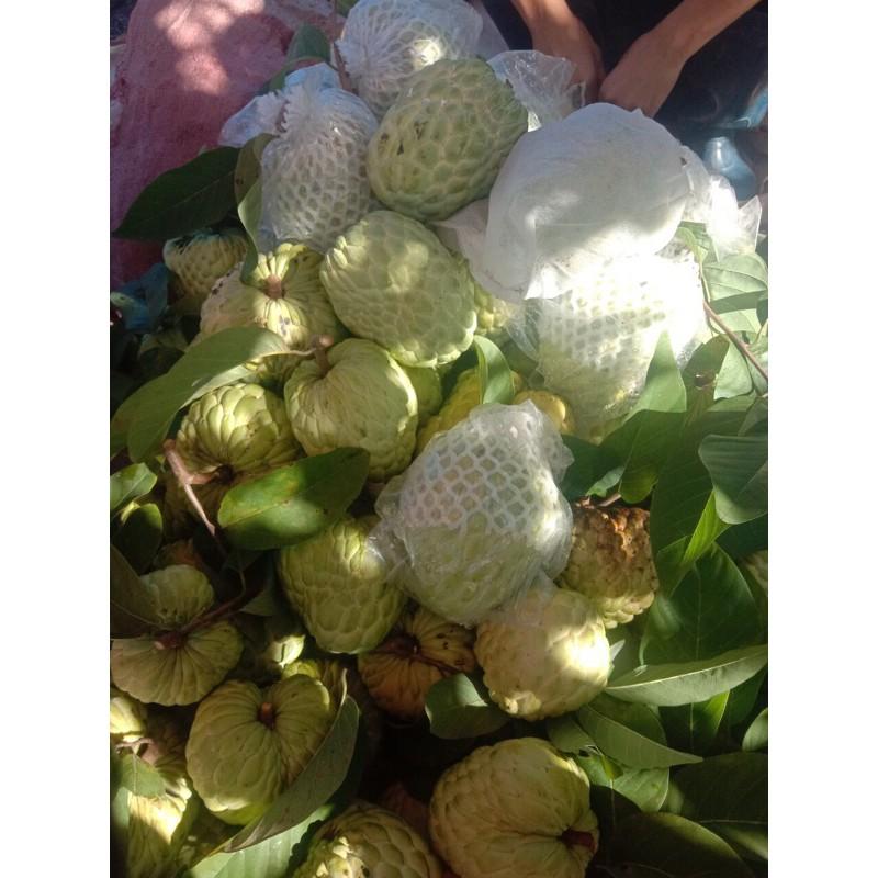 100 bọc na xốp + nilong