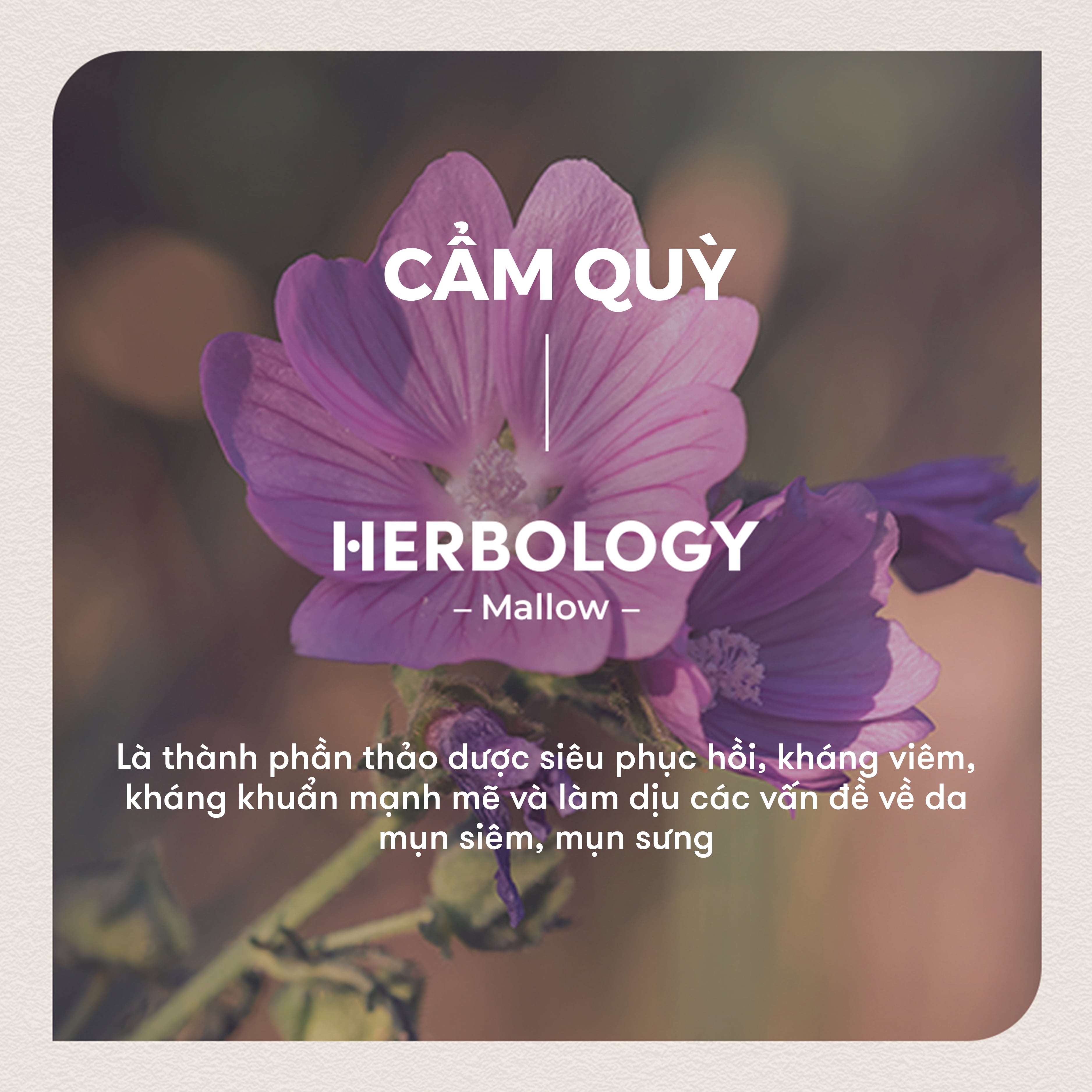 Kem dưỡng Nature Republic Herbology Mallow Sensitive Cream 70ml