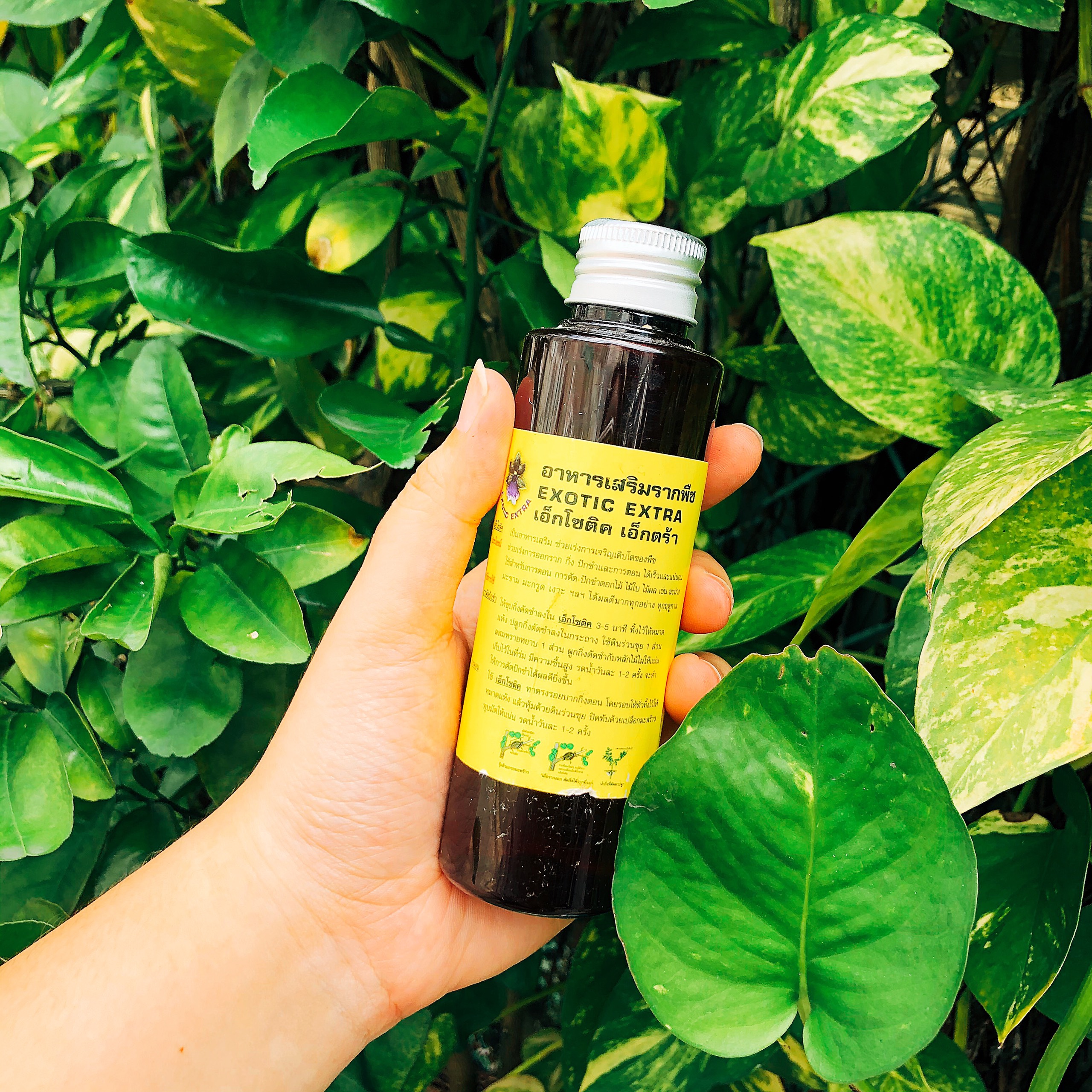 Exotic thái 100ml -ra rễ mạnh - 100 ml