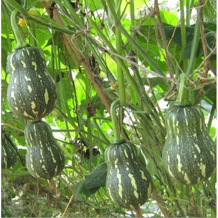 Hạt Giống Bí Đỏ Hạt Đậu F1 - 10 hạt/gói