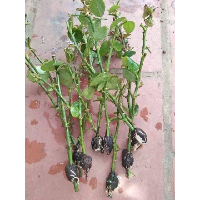 Rễ bèo tây