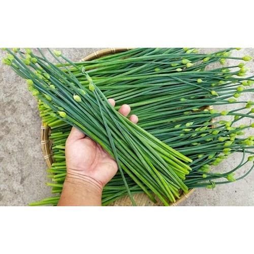 Hạt giống Hẹ Bông lâu năm