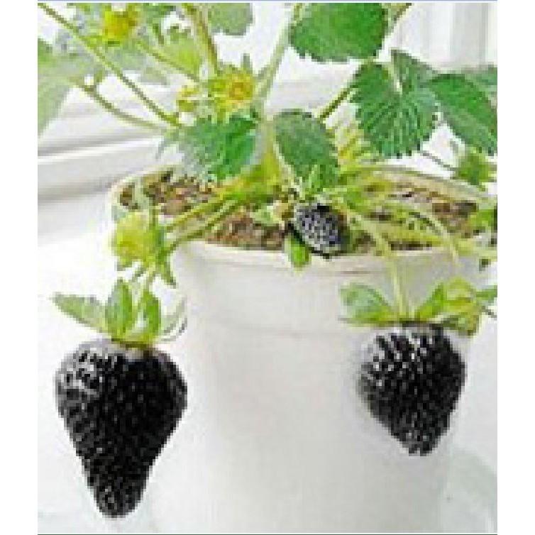 Hạt Giống Dâu Tây Đen F1 100 hạt/gói