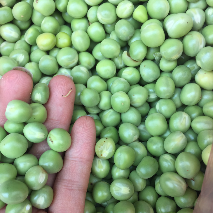 Hạt Giống Đậu Hà Lan 50 Gram Rạng Đông