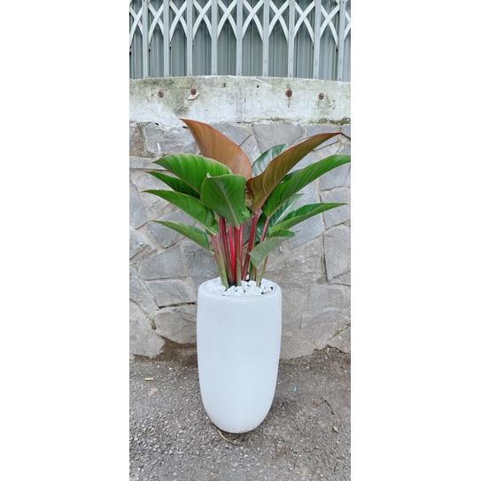 Chậu Cây Trầu Bà Đế Vương Đỏ