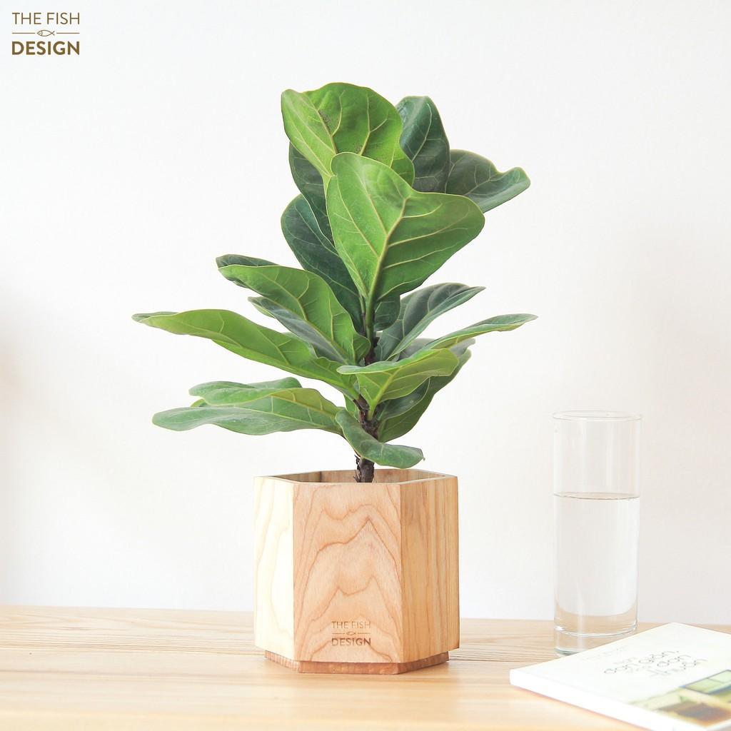 Chậu cây bàng sing hợp với người mệnh Mộc, Hỏa, người tuổi Tỵ, có tác dụng lọc không khí, thích hợp trang trí bàn làm việc, bàn lễ tân, quán cà phê,... | size L | The Fish Design