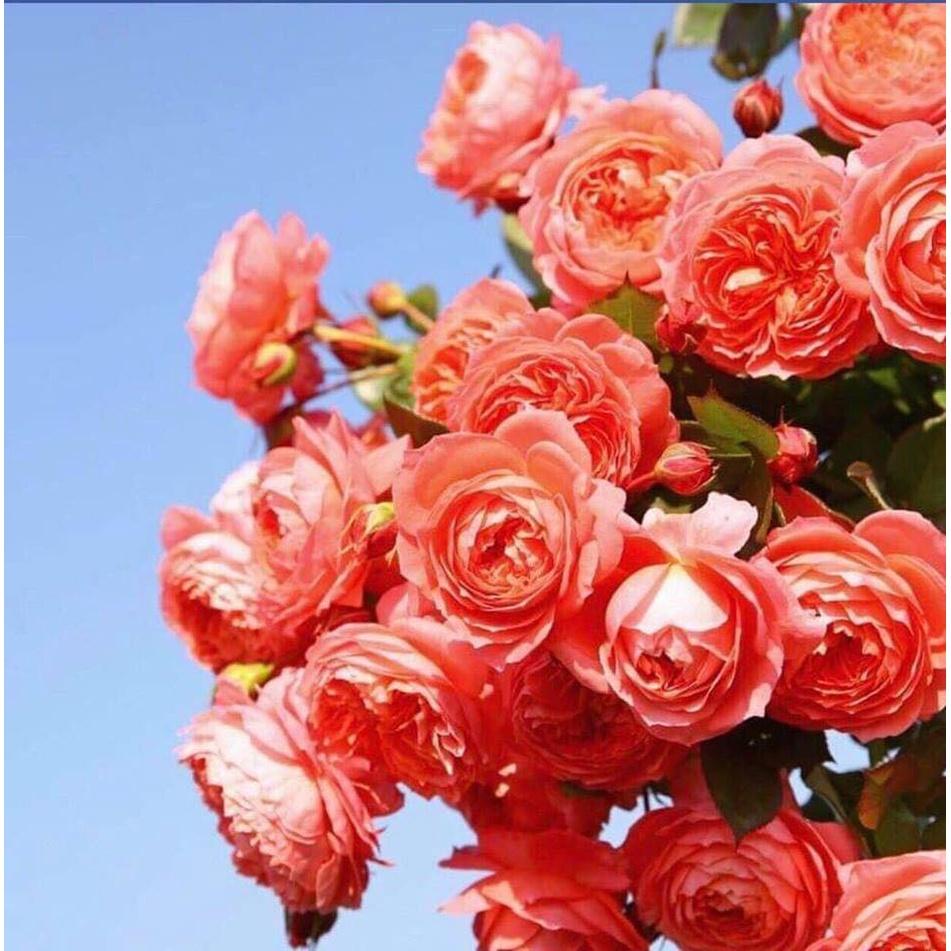 Cây hoa Hồng ngoại summer Fireworks cây nguyên bản
