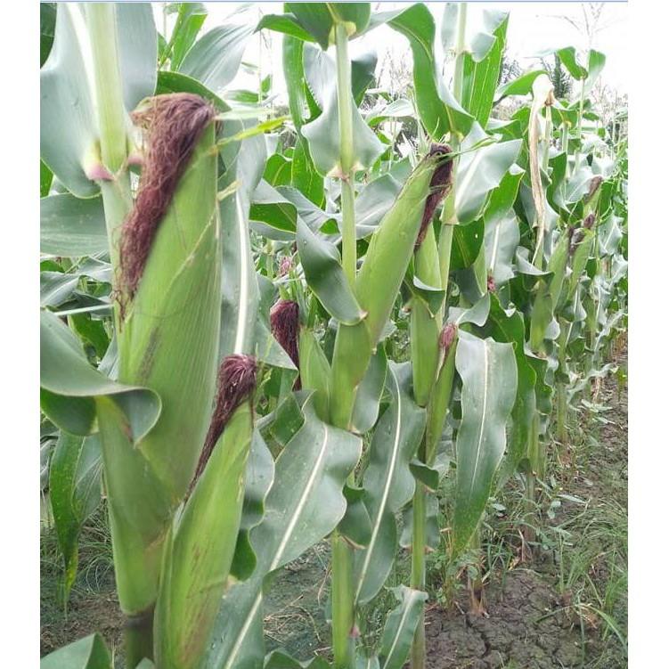 Hạt giống ngô Nữ Hoàng đỏ 5gr/gói