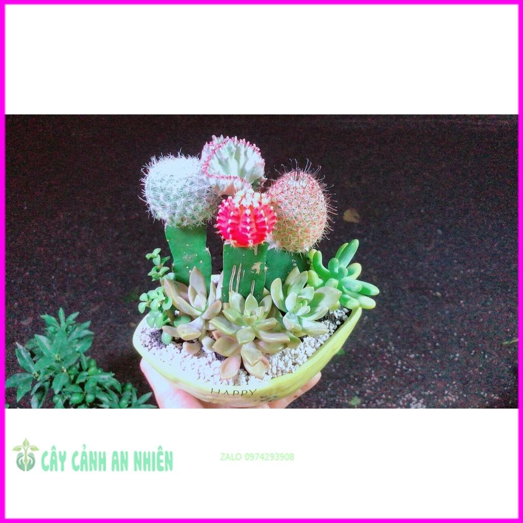 Chậu Cây Xương Rồng Tiểu Cảnh