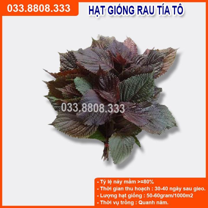 HẠT GIỐNG RAU TÍA TÔ - CHẤT LƯỢNG HẠT GIỐNG CAO