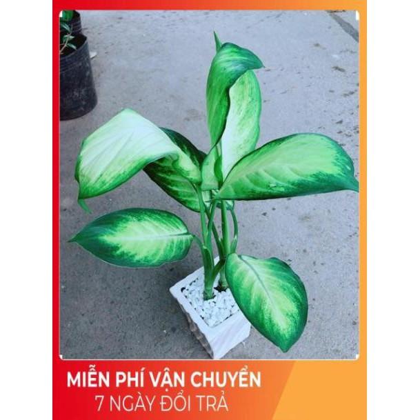 Chậu Vạn Niên Thanh