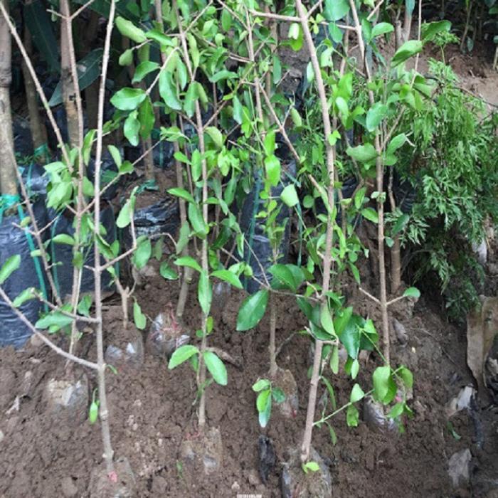 CÂY GIỐNG CÂY SƠ RI THÁI TRÁI NGỌT, SIÊU QUẢ, CAM KÉT CHUẨN GIỐNG F1