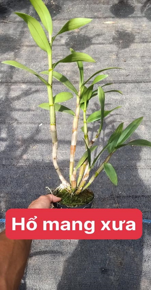 Cây hoa lan Denro HỔ MANG XƯA