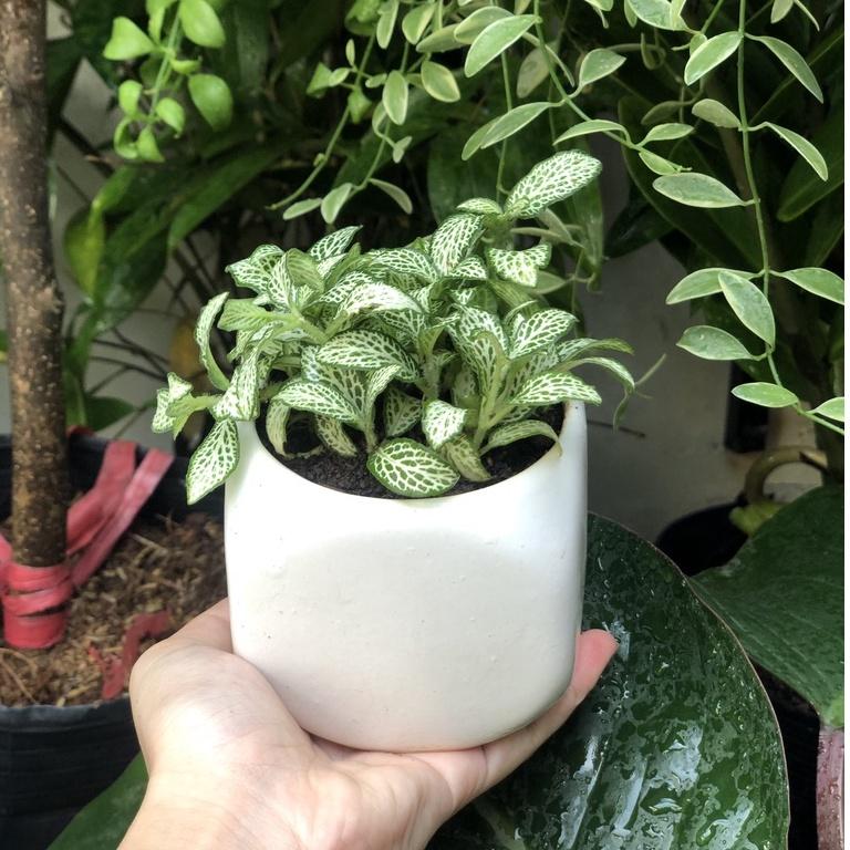 Cây Cẩm Nhung - Fittonia - Lá May Mắn