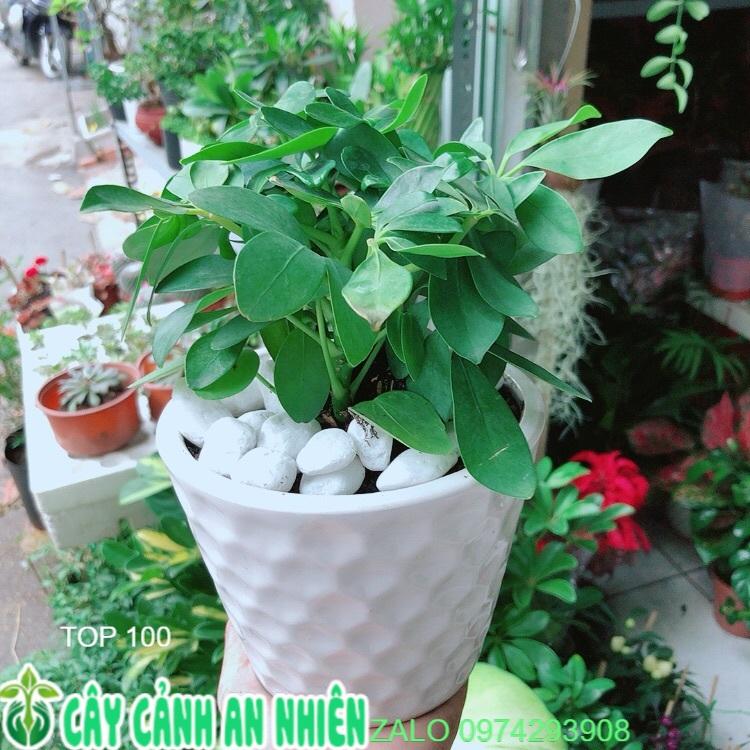 Chậu Cây Ngũ Gia Bì