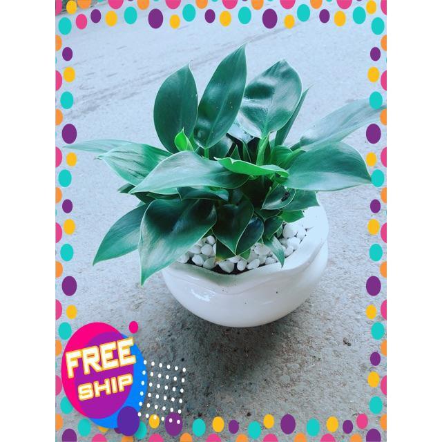 Chậu Trầu Bà Đế Vương