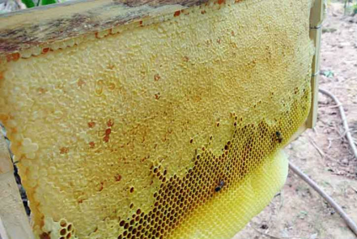 Mật ong rừng Tây Bắc Phúc Khang 140G - Thu hoạch tự nhiên - Nguyên chất - Không nhiễm hóa chất , Kháng sinh , Kim loại nặng , Chất bảo vệ thực vật - Tặng hộp trà sâm hàn quốc 10 gói khi mua từ 3 hũ 4