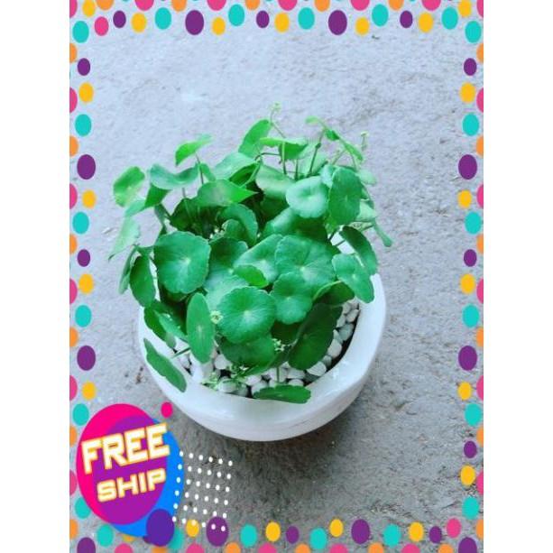 Chậu Cỏ Đồng Tiền