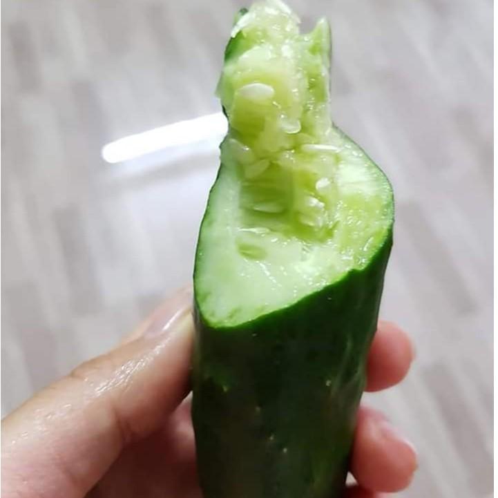 HẠT GIỐNG DƯA CHUỘT NHẬT ROBERTO F1
