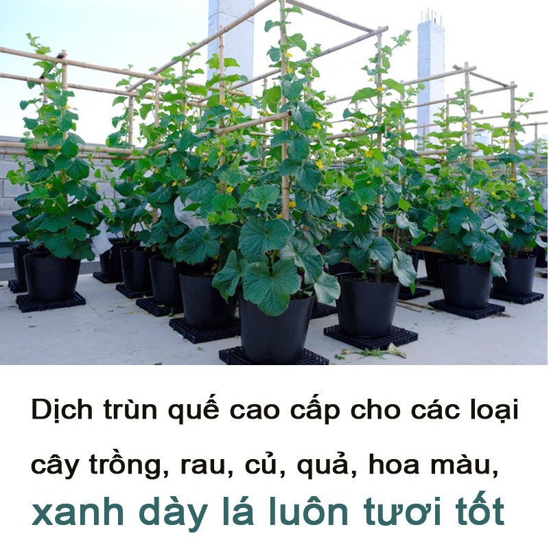 1 Lít - Dịch trùn quế SBC DHgold cô đặc, Đầy đủ đa,trung,vi lượng, đầy đủ chất cho cây -76129