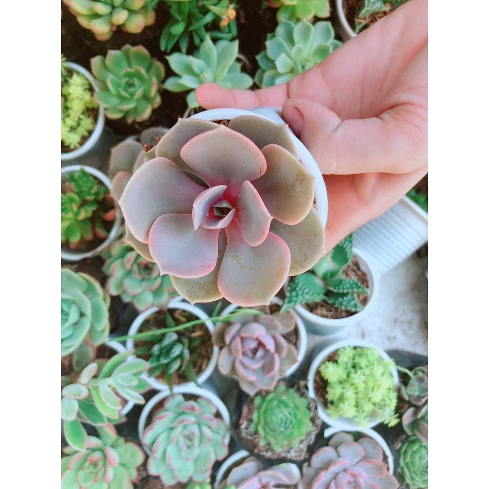 Combo 10 cây sen đá