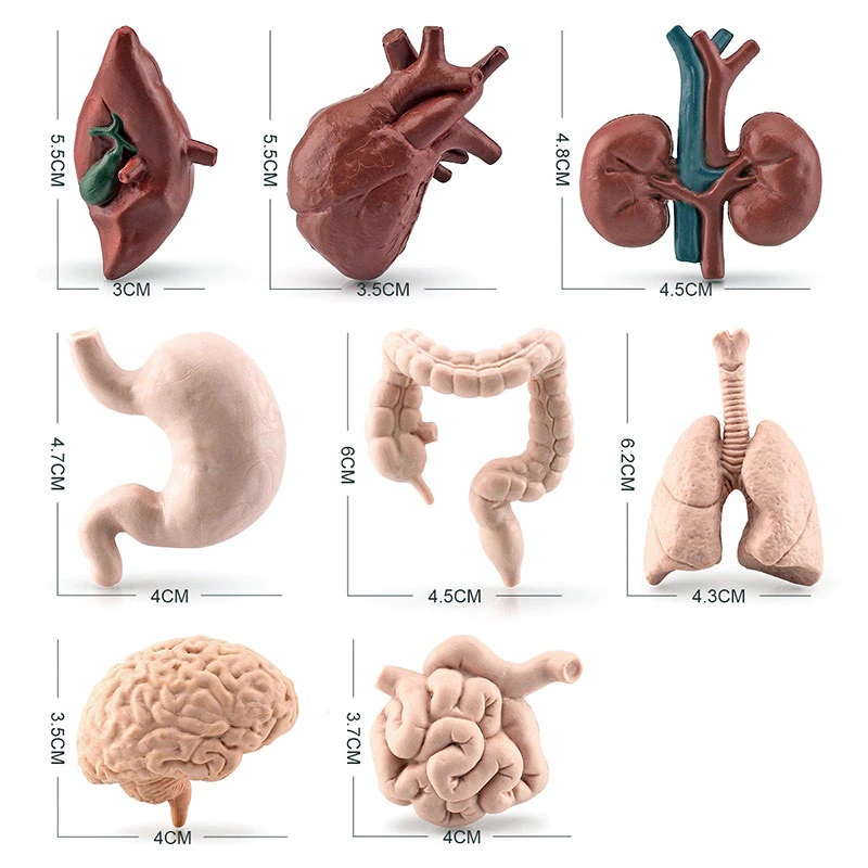 Mô hình các cơ quan nội tạng