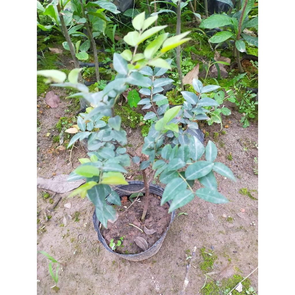 Nho thân gỗ tứ quý - cây giống nhập khẩu
