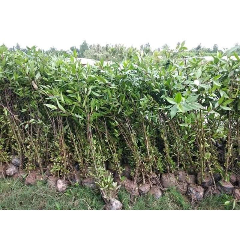 Cây Bần giống cao 50cm -1m