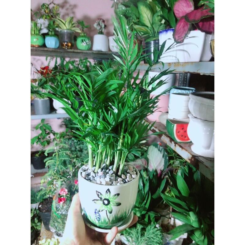 Chậu Cây Cau Tiểu Trâm