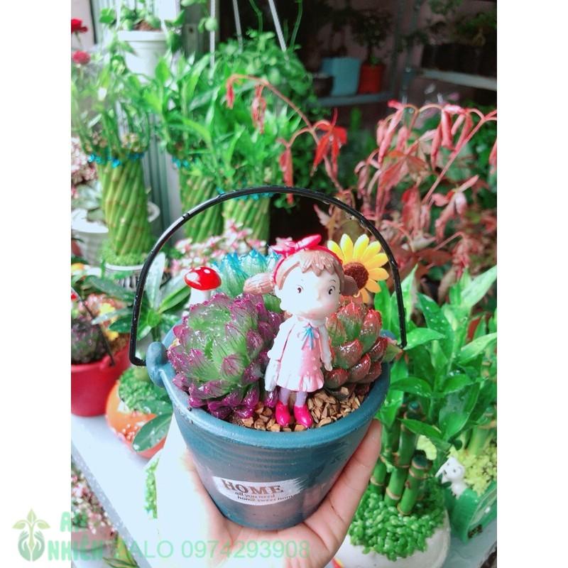 Chậu Kim Cương Tiểu Cảnh