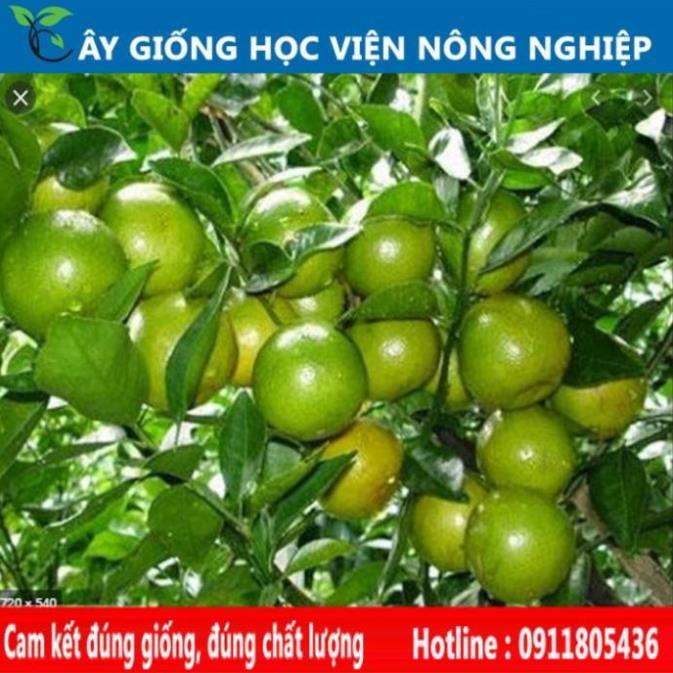 Sản phẩm Cây Ăn Trái chanh tứ quý ra quả quanh năm