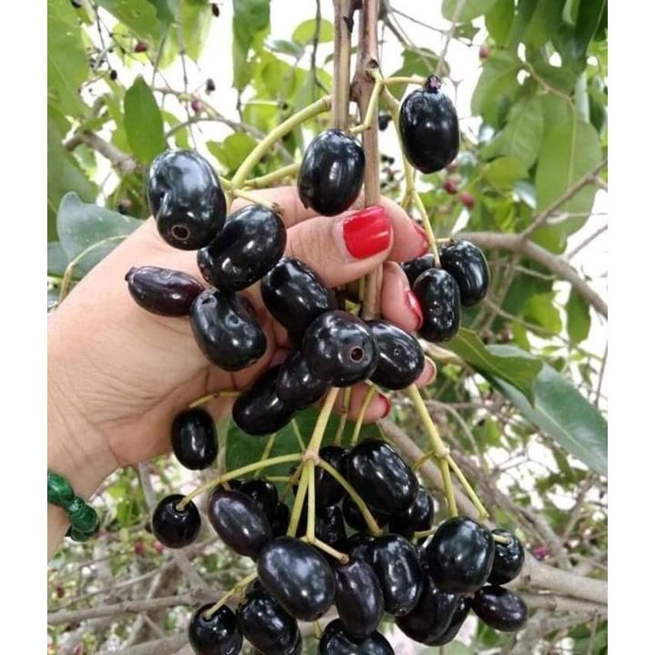 CÂY GIỐNG TRÂM VỐI LÙN TỨ QUÝ