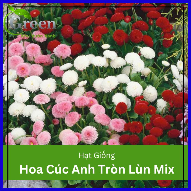 Hạt Giống Hoa Cúc Anh Tròn Lùn Mix